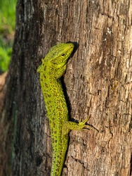 large green bright lizard on a tree close-up macro, forest fauna, mechanisms of biological protection and camouflage