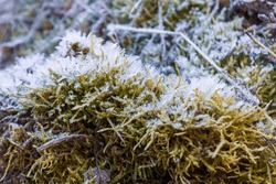 plant covered with snow in winter, frozen icy foliage, fallen snow, frost and precipitation, freezing rain, close-up