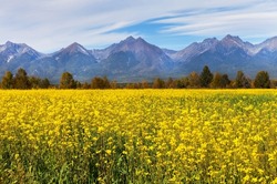 Beautiful bright landscape with field of blooming yellow rapeseed in foothill Tunka Valley against backdrop of mountain peaks of Eastern Sayan. Cultivation of agricultural field of rapesee. Agritouris