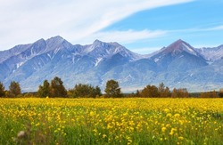 Buryatia. Tunka foothill valley. View of Eastern Sayan Mountain range from field of blooming yellow rapeseed on sunny summer day. Beautiful rural landscape. Concept of summer travel and agritourism