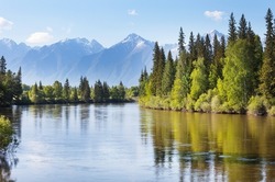 Summer landscape with a green forest on the banks of the river and snowy mountain peaks on a sunny June day. Siberia, Baikal region, Eastern Sayans, Buryatia, Tunka foothill valley, Irkut River