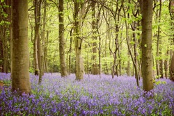 A carpet of bluebells in a wood, Surrey, England