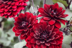 Dark red 'Karma Choc' decorative dahlia flowers in bloom during late summer