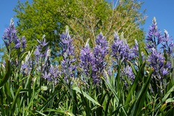 Camassia quamash 'blue melody' in flower