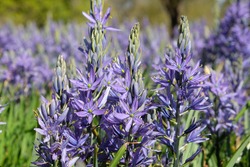 Camassia quamash 'blue melody' in flower