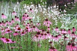 Echinacea pallida, or commonly called Pale Purple Coneflower, in bloom in the summer months