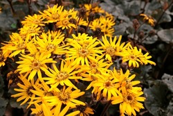 Ligularia, also known as summer ragwort or leopard plant 'Britt Marie Crawford' in flower.