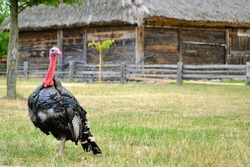 The adult male turkey, called tom. Wild turkey (Meleagris gallopavo) standing in the farmyard, on the grass.  In the background wooden rural buildings. Place for text