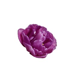Opened purple tulip flower. Element for design