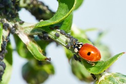 Ladybug Eating Aphids. Insect pest control