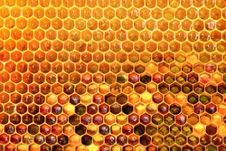 Background texture  of a section of wax honeycomb from a bee hive filled with golden honey|. Beekeeping concept