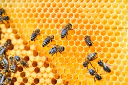 Macro photo of a bee hive on a honeycomb with copyspace. Bees produce fresh, healthy, honey. Beekeeping concept