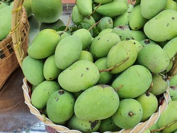 Organic raw mangos are picked from the trees in the garden. Place in a bamboo basket to be sold in the market. A mango that is not chemically applied will have an unattractive dark mark on the skin. 