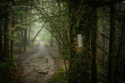 Appalachian Trail Blaze In Foggy Forest in Smokies