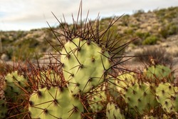 Long Dark Needles of a Prickly Pear Cactus in the Big Bend desert