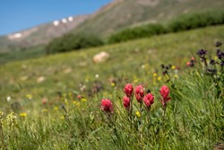 Field of Blooming Flowers On Guanella Pass in Colorado Mountains