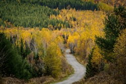 Dirt Road Through the Colorful North Woods of Maine