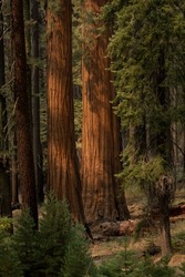 Two Sequoia Trees Stand Out In Thick Green Forest in Mariposa Grove of Yosemite