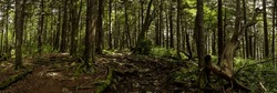 Panorama of Trail Heading Up To Mount Sterling in the Smokies
