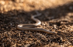 Shiny Northern Rubber Boa Snake Slithers Across Dirt Ground on Trail in Sequoia National Park