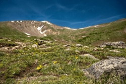 Wildflowers Grow Below Square Top Mountain in Colorado mountains