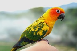 Sun conure parrot or bird Beautiful is aratinga has yellow on hand background Blur mountains and sky, (Aratinga solstitialis) exotic pet adorable, native to amazon