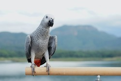 African gray parrot (Psittacus erithacus) on a perch a blurred natural background
