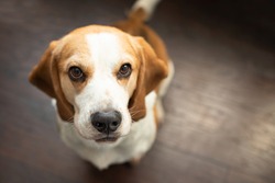 Portrait of a sweet adorable beagle dog on a dark brown background. Breed of small hounds. English tricolor beagle. Happy pet dog indoor shot. Cute serious adult beagle