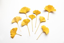 Composition of golden decorative beautiful dry Ginkgo leaves on white background. Flat lay, top view minimal neutral floral arrangement. Ginkgo biloba.