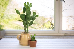 Cactus in a pot at home by the window, colection of 
Opuntia cactus in a pot. Cute young succulent cactus and big one.