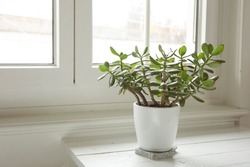 Crassula ovata by the window on white background, jade plant at home. Houseplant in pot on window sill with lush green leaves. Succulent in home garden, trendy mood.