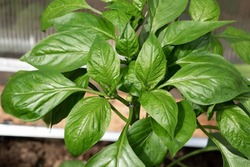 Young pepper plant with lush verdant green foliage