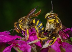 Anthidium florentinum bees mating on loosestrife flowers,an invasive species from Europe now found in Montreal, the male is much larger than the female and quite aggressive towards other insects.