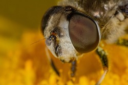 A macro of a Eristalis tenax hover fly perched on camomile yellow flower, with its striped body and transparent wings visible.Hover fly sipping nectar from a bright yellow flower in a garden setting.