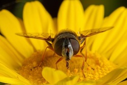 A macro of a Eristalis tenax hover fly perched on camomile yellow flower, with its striped body and transparent wings visible.Hover fly sipping nectar from a bright yellow flower in a garden setting.