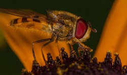 Macro photo of hoverfly syrphid fly foraging on yellow rudbeckia flower with compound eyes and wings in natural background.Insect feeding behavior and plant-animal interaction for pollination process.