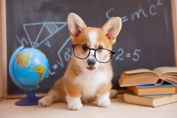welsh corgi puppy student with glasses on the background of a blackboard with books in school. cute adorable pets puppies