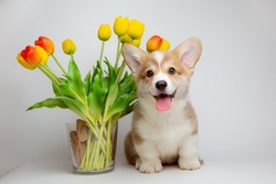 corgi puppy with a bouquet of spring flowers on a white background