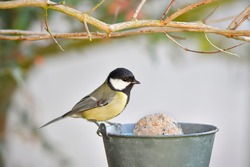 Great tit (Parus major) yellow bird with black cap and white cheeks perched on pot filled with bird food in the garden in winter, Europe