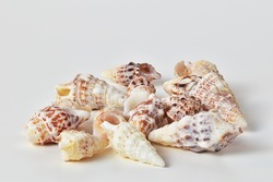 Beautiful collection of sea shells on white background, nice travel souvenir