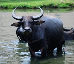 Asia water buffalo 
