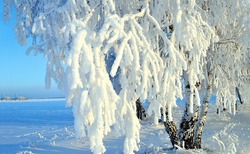 Snow covered tree branches in winter. Winter snow scene. Snowy tree branches. Winter tree branches in snow