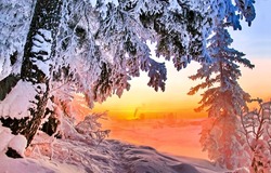 Winter dawn in the snowy forest. Winter snow dawn. Winter snow scene at dawn. Snowy winter morning
