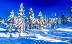 Spruce forest in the snow in winter. Snow covered fir trees in winter forest. Winter snow forest landscape. Snowy winter forest