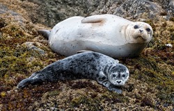 An adult seal together with a baby seal. Navy seals. Seal family. Seal in nature