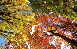 Autumn foliage on the treetops. Autumn background. Autumn tree tops. Autumn forest treetops background