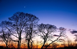 Silhouettes of trees at dawn. Beautiful sunrise. Tree silhouettes at dawn. Trees at dawn