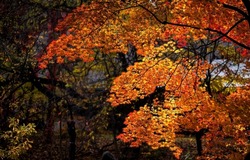 Autumn foliage on tree branches. Golden autumn leaves. Autumn branches. Autumn leaves in sunlight