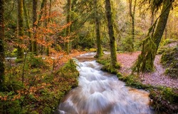 A fast stream in the autumn forest. River stream in autumn forest. Forest stream in autumn time. Autumn forest stream landscape