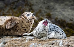 An adult seal together with a baby seal. Seal family. Cute seal family. Seals in nature